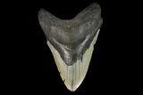 Fossil Megalodon Tooth - North Carolina #124954-1